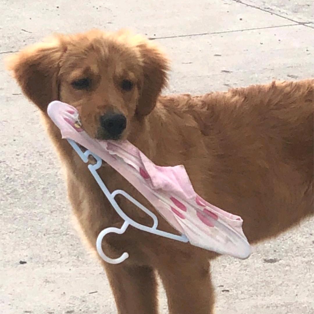 母猪产后护理大师