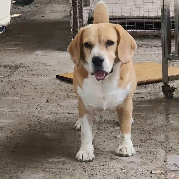 赛级比格犬种公麦迪