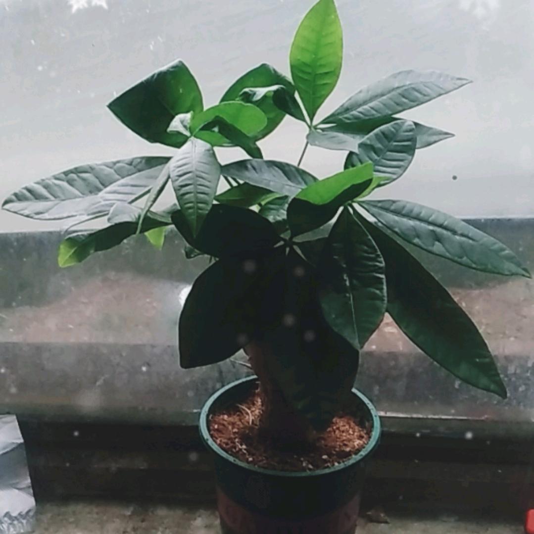 文