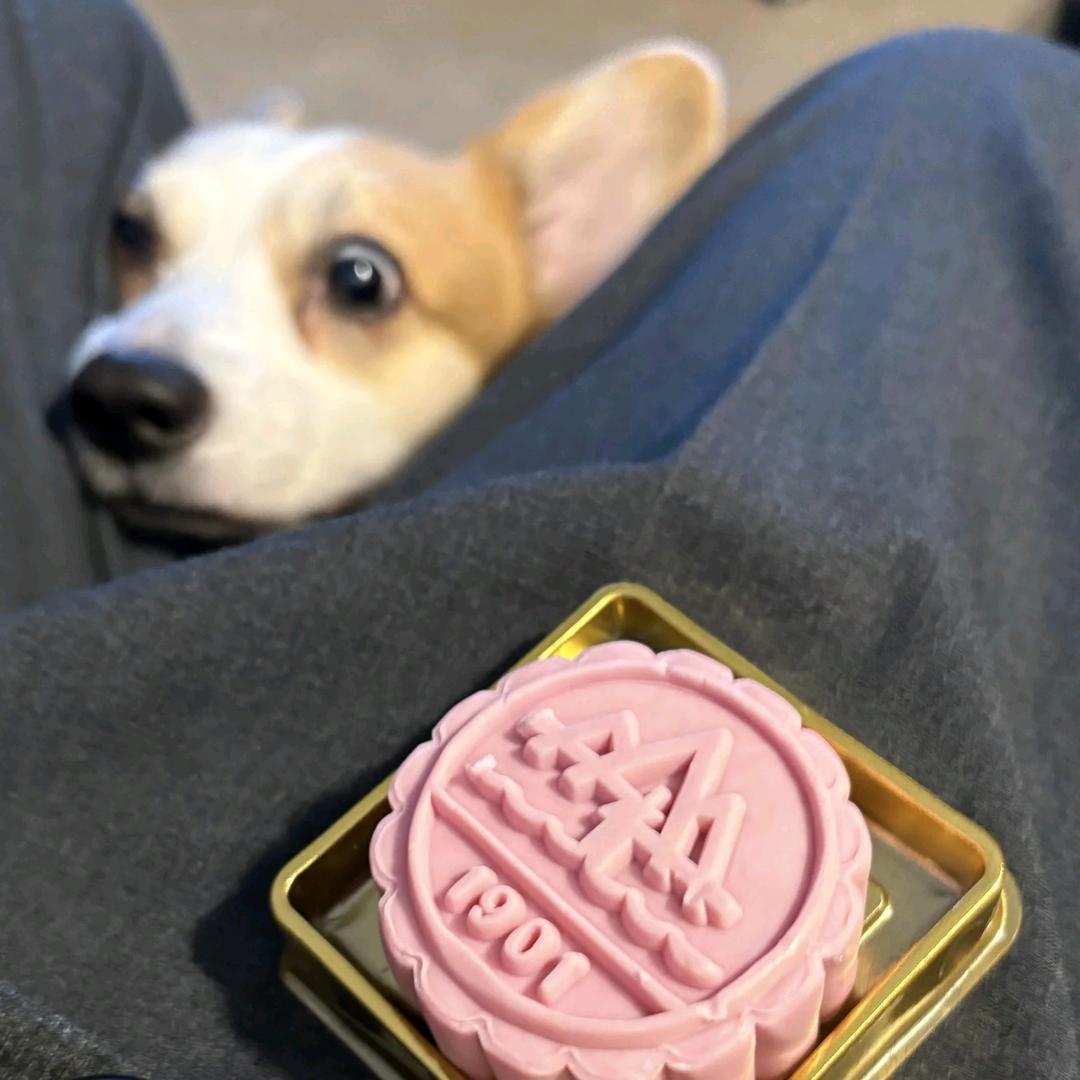 鲨鲨鲨