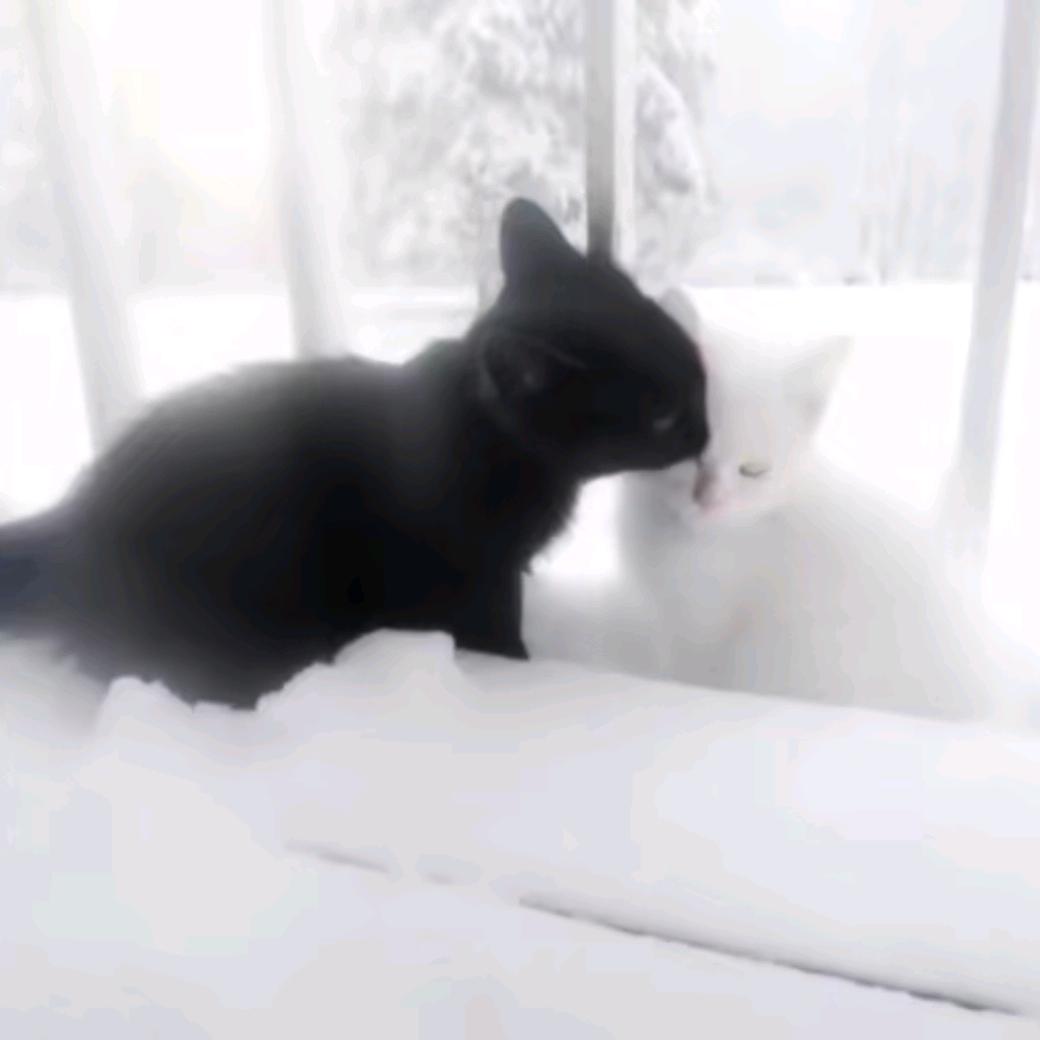 春秋如树