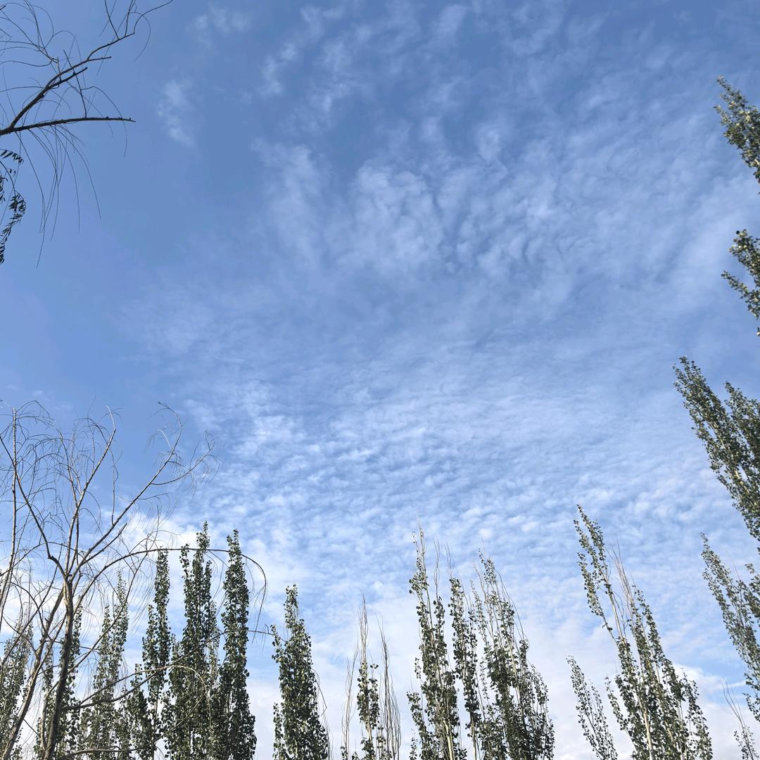 陈大雷