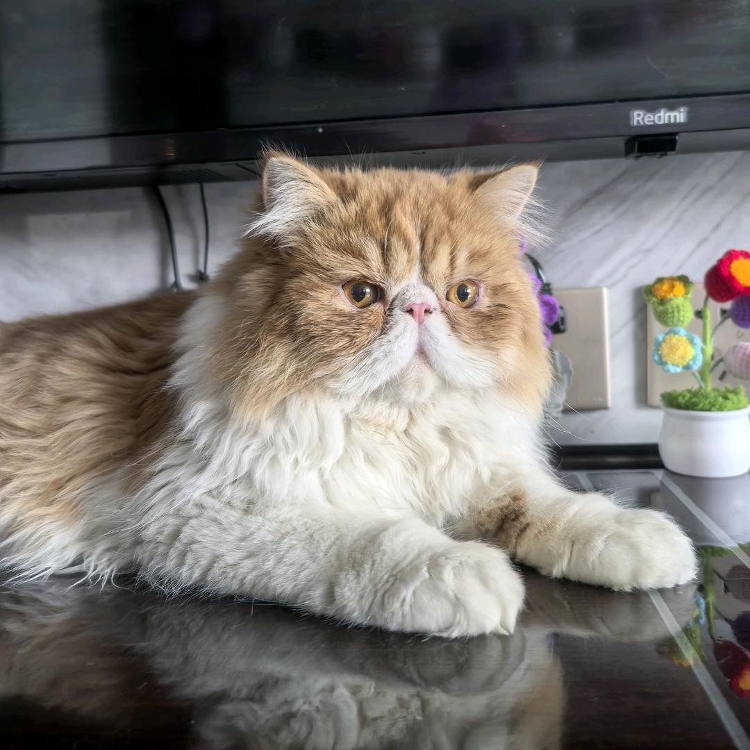 团团是只加菲猫