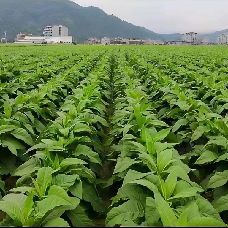 齐朵朵大红甲烟农人