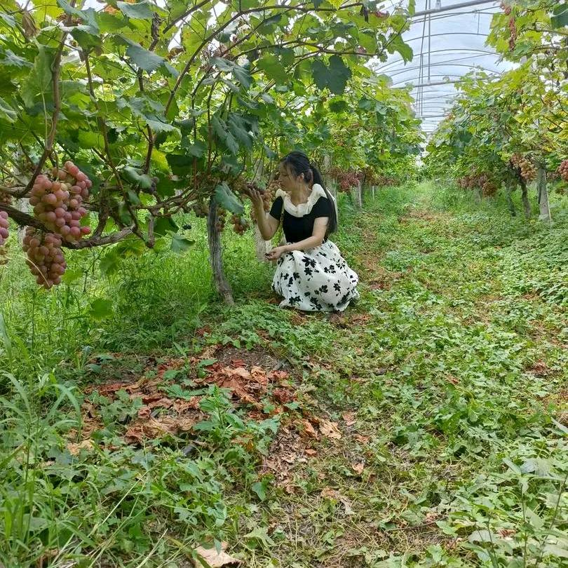 凤妹