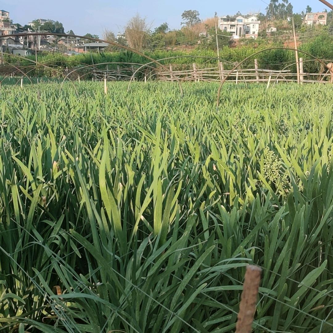 蜕变重生，一心向阳