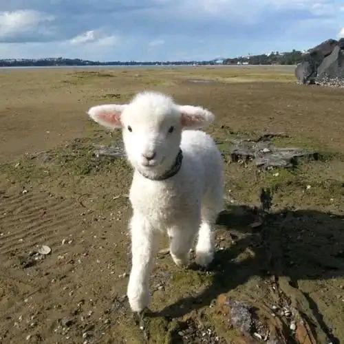 🐏