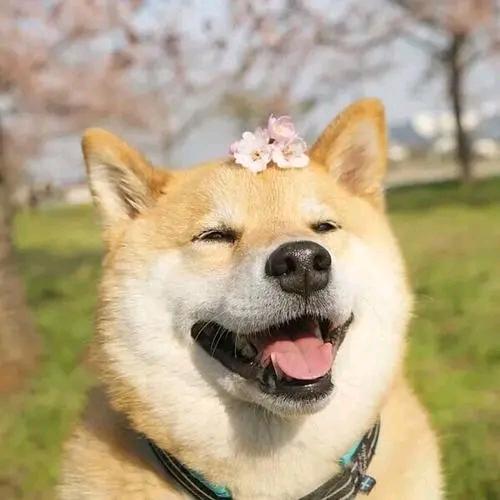 胸口碎大石！