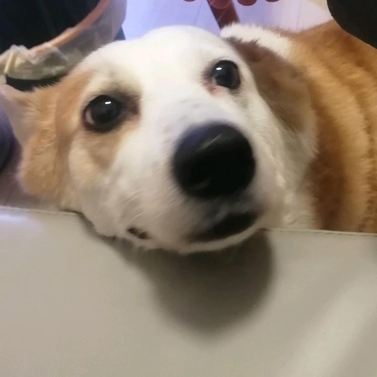 小酒丶