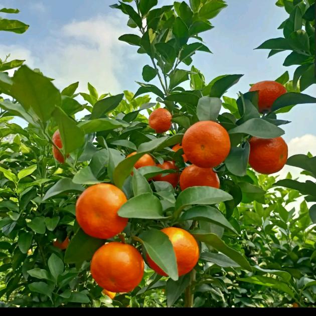 熙霖家苗木金聚果树苗木专卖店橘