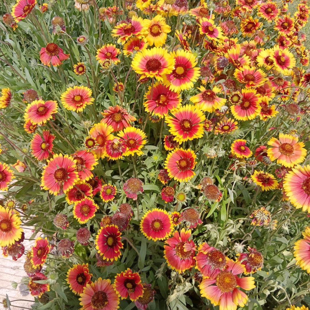 360℃橘祥如意好柿连连舞爱好者✊