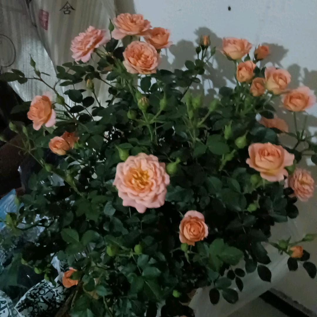 ꧁༺๑如有余生๑༻꧂