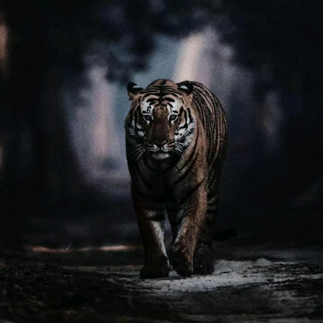 大道无形我有型