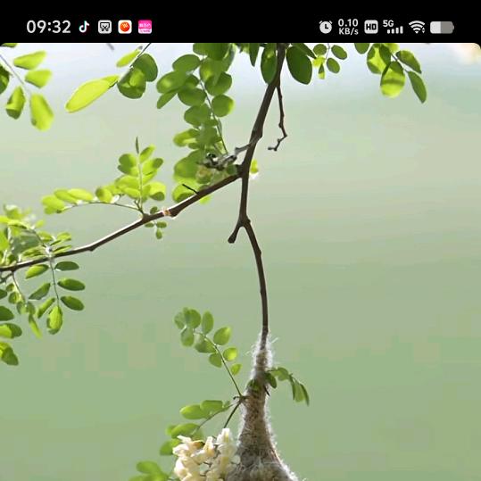 许家老五
