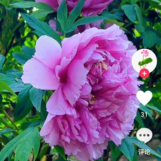 天天开心，知足常乐