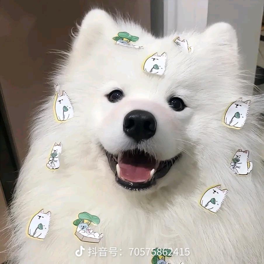 布叮先森