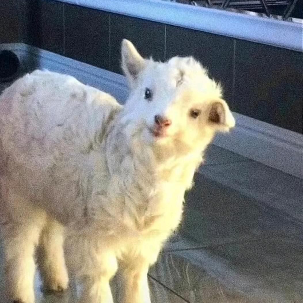 太双大王