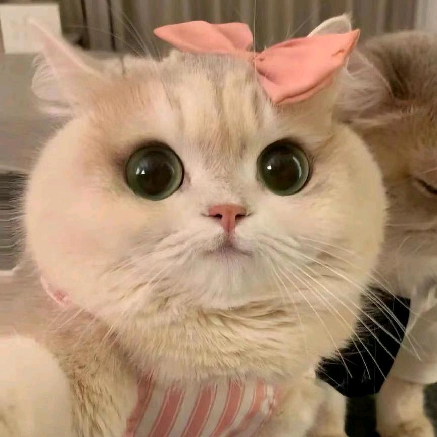 卡夫卡の熊