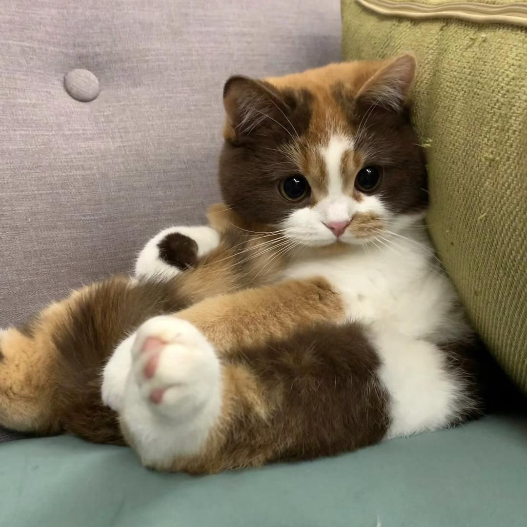 搞个猫罐头🐈