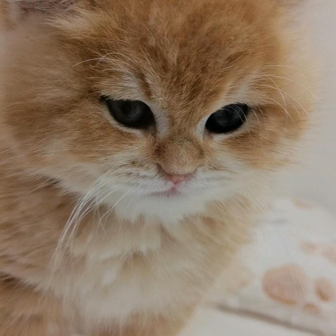 fhbd