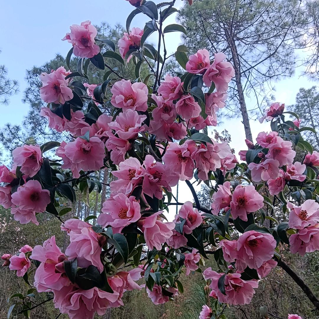 请叫我老旺