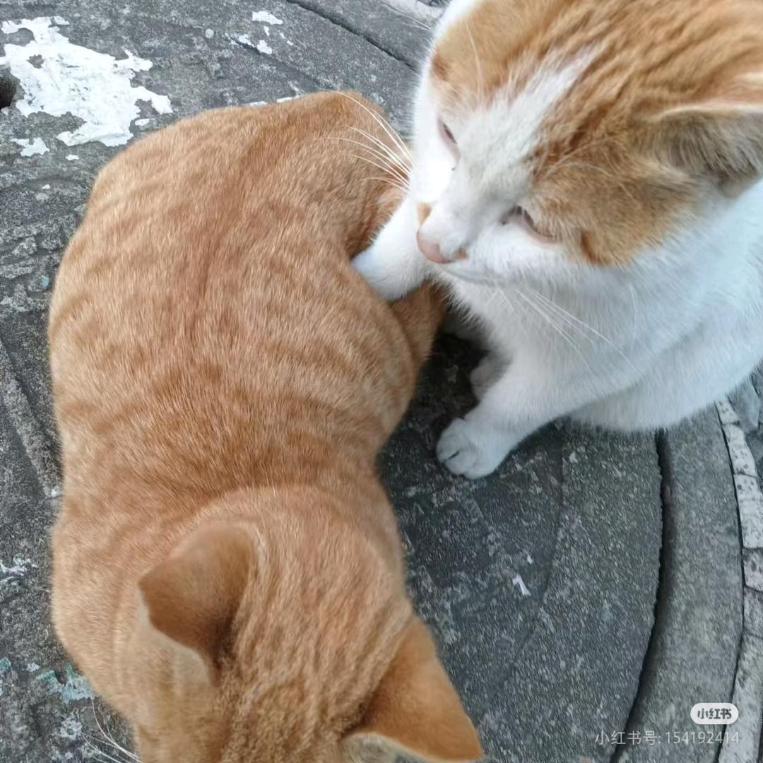 江川送明月
