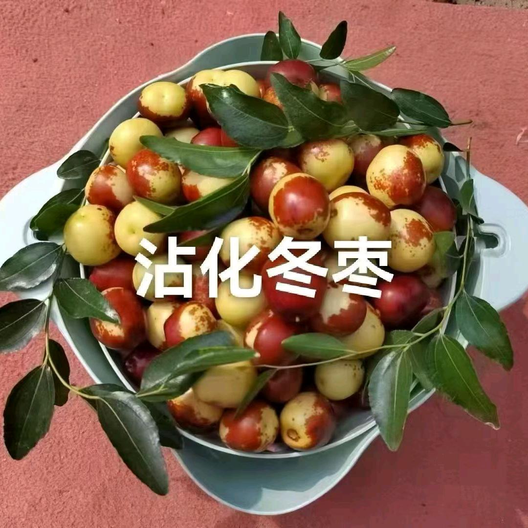 小芳家冬枣