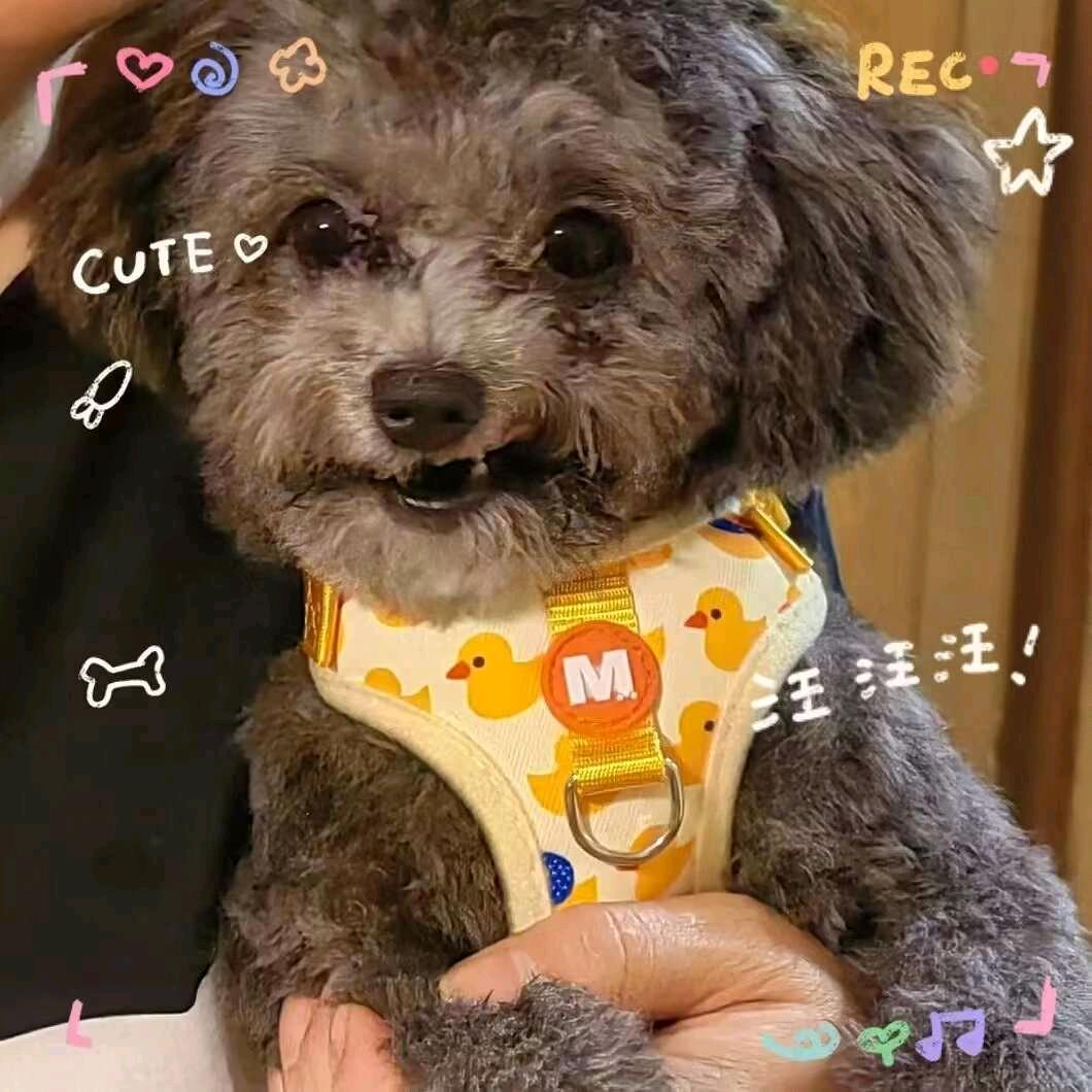 枫枫
