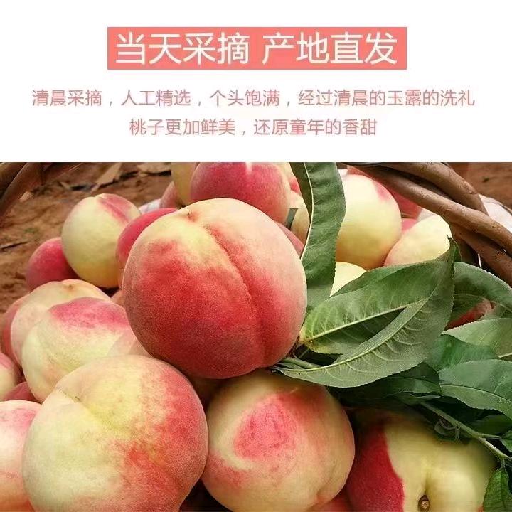 H.正宗肥桃包邮