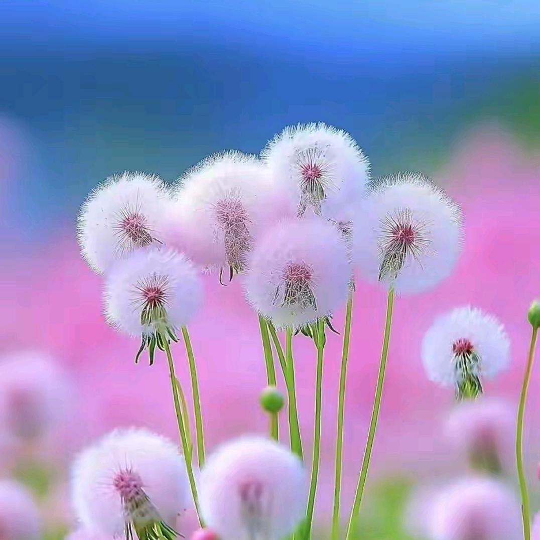 辉辉