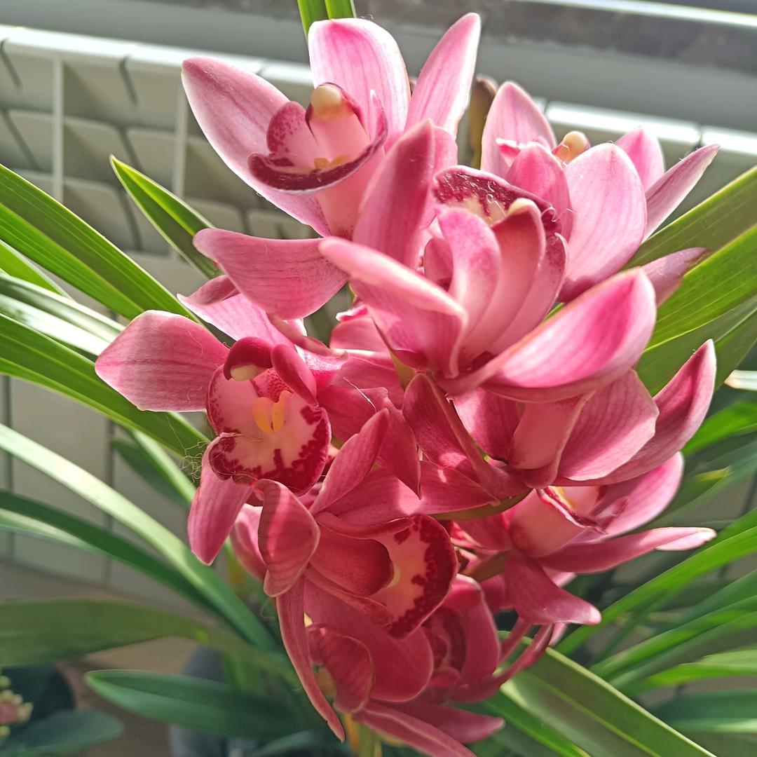 莎莎