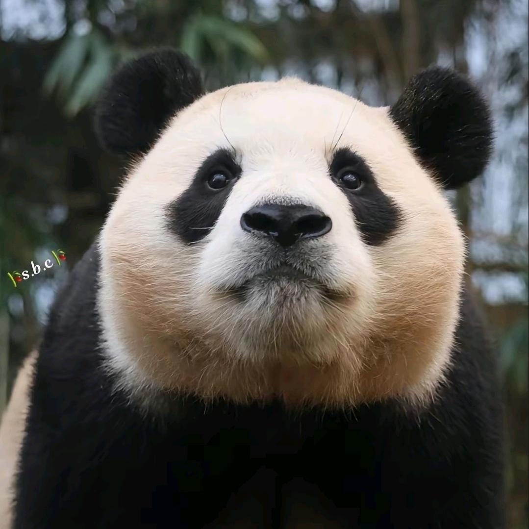 A晨