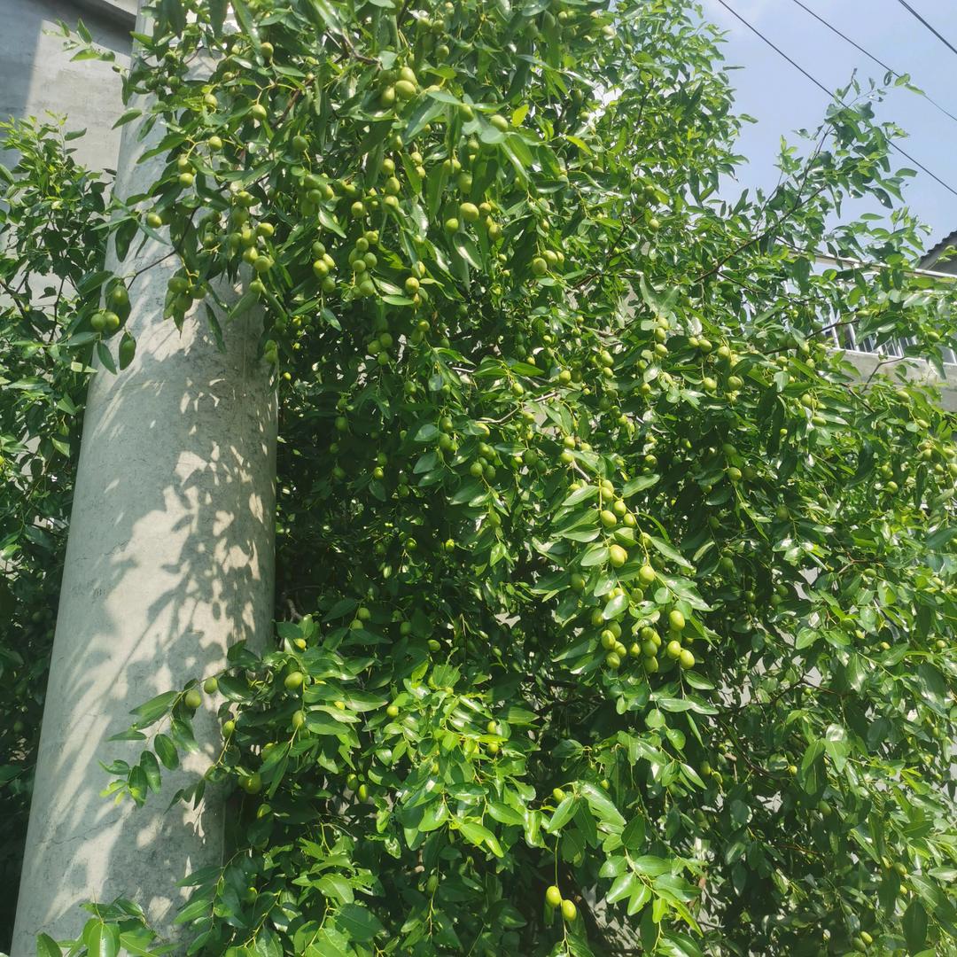 刘家人