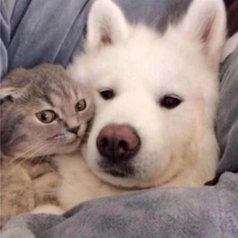 巧丶