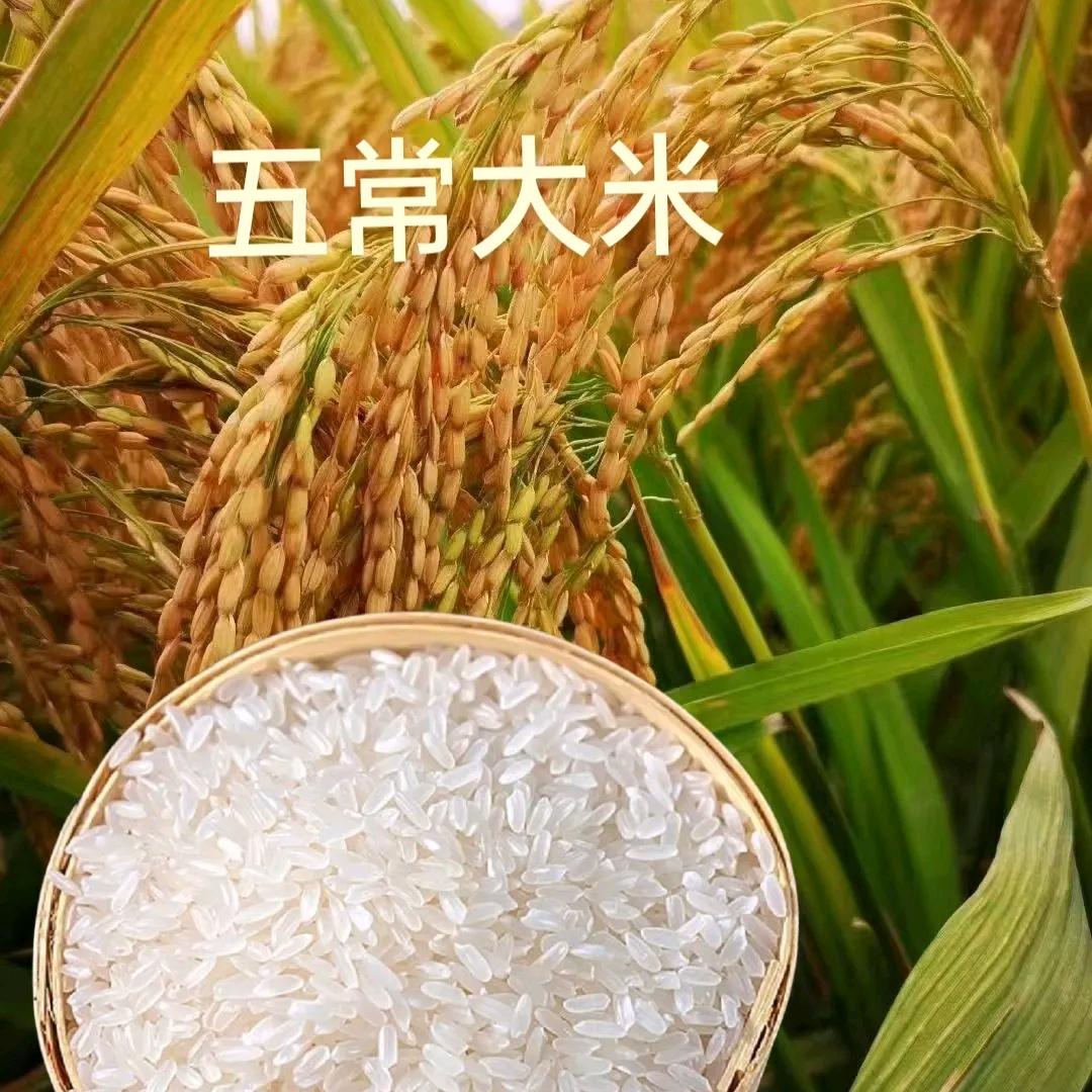 大米很开心
