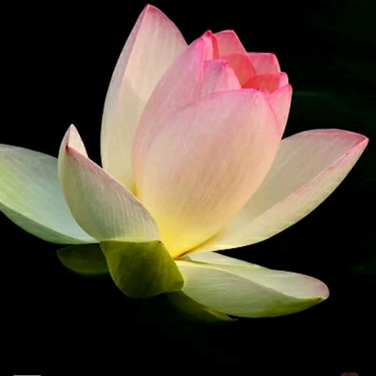 🇨🇳微笑女王