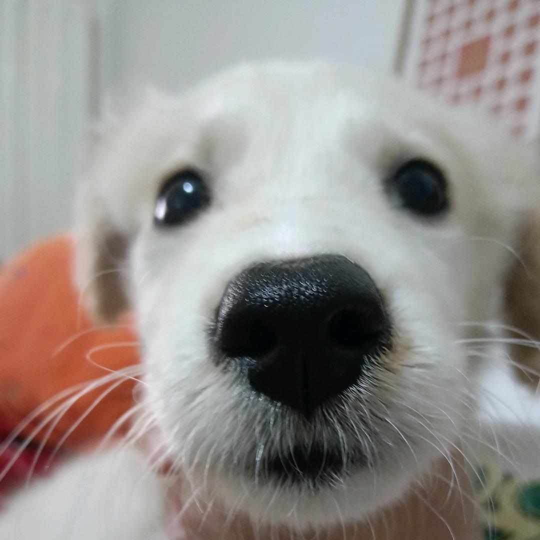 阿楚