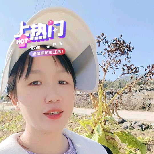 烟囍黄金钾 烟囍黄金叶