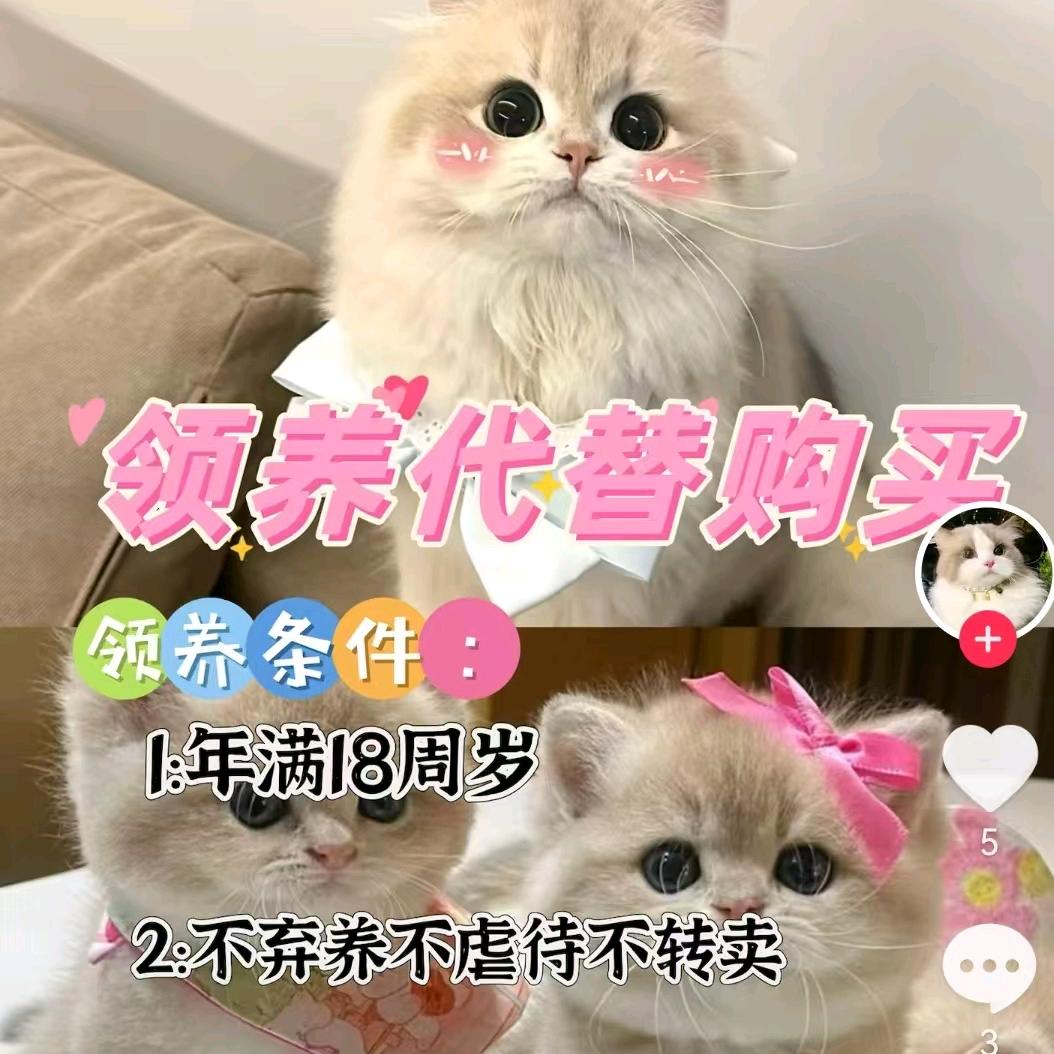 猫咪领养馆