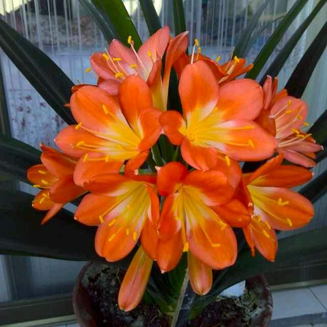 🌸岁月静好🌸