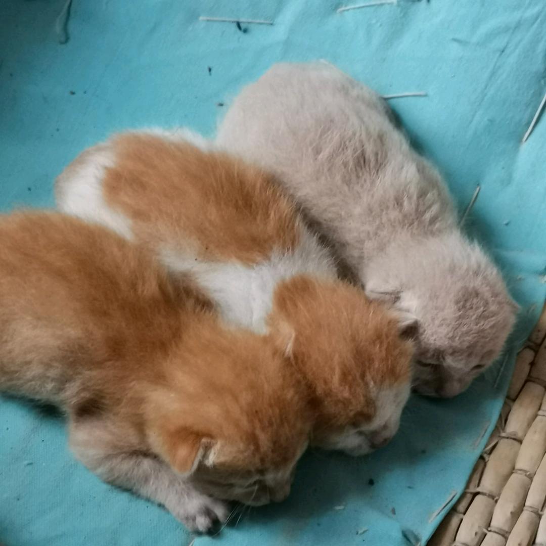 硕果妈（首播筹备中）