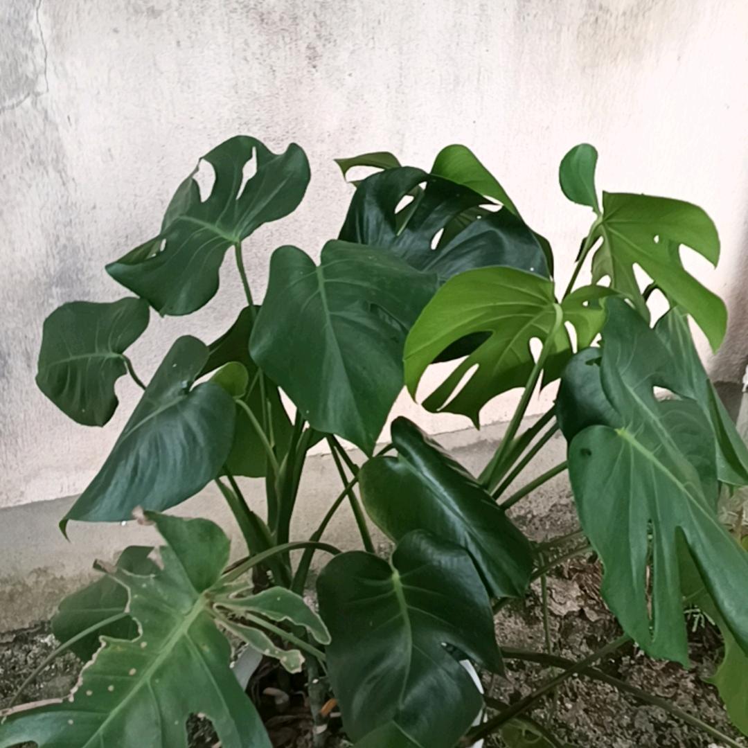 依然向阳