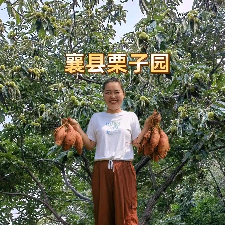 襄县栗子园（佳佳）