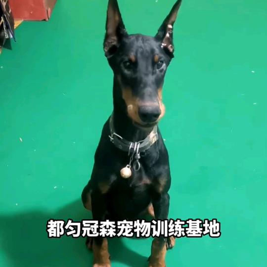 咏哥宠物训练