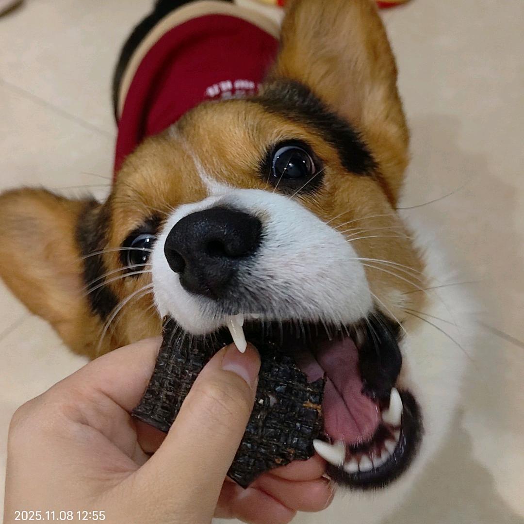 康康是只三色基🐶