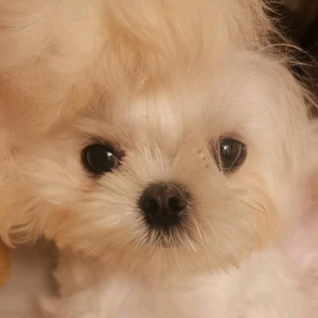 小鳄鱼宝宝