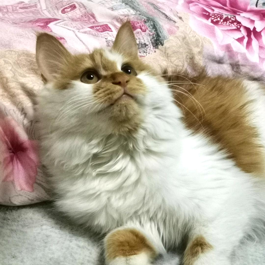 今天晚上吃什么.