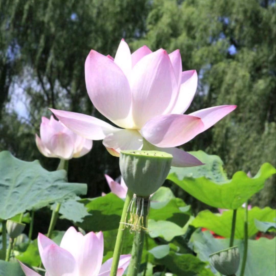 柳叶开
