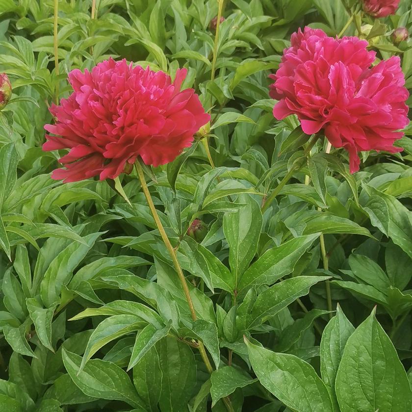 沧州灵兰家电销售有限公司