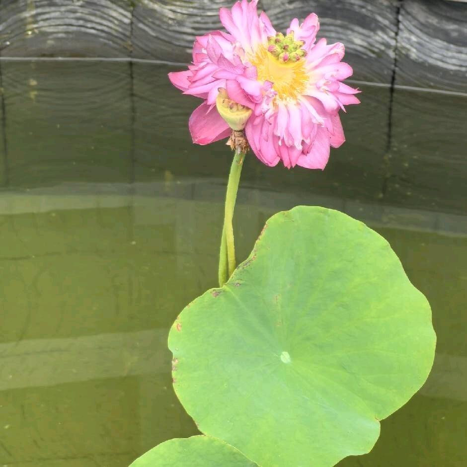 北海有鱼爱看书